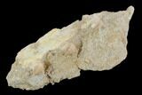 Fossil Mosasaur Jaw Section With Three Teeth In Rock - Morocco #117027-2